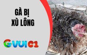Gà chọi xù lông