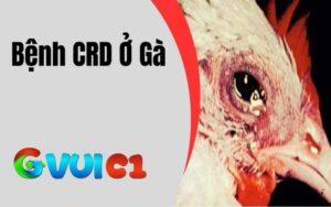 Bệnh CRD Ở Gà