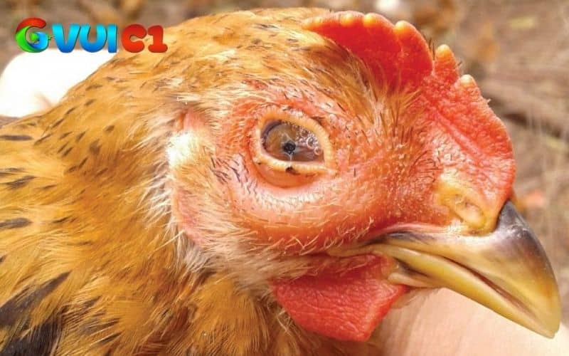 Bệnh CRD ở gà có thể lây qua đường hô hấp và lây lan qua trứng