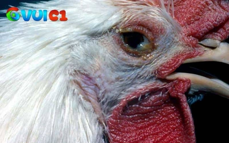 Bệnh CRD ở gà là bệnh viêm đường hô hấp mãn tính do vi khuẩn gây ra