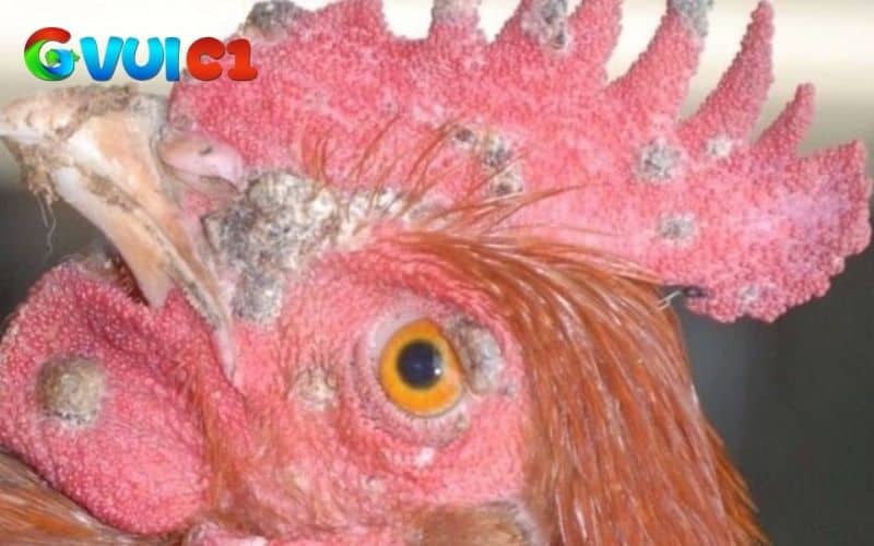 Bệnh đậu gà là bệnh truyền nhiễm do virus Aviproxvirus Bệnh đậu gà là bệnh truyền nhiễm do virus Aviproxvirus