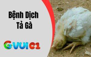 Bệnh Dịch Tả Gà