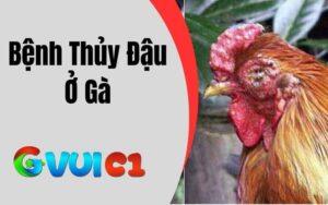 Bệnh Thủy Đậu Ở Gà