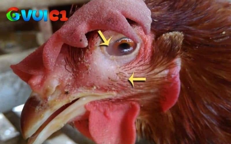 Bệnh thủy đậu ở gà dạng ướt Bệnh thủy đậu ở gà dạng ướt