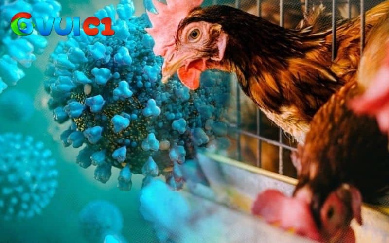 Bước 1 là cách ly và xử lý gà bệnh thủy đậu Bước 1 là cách ly và xử lý gà bệnh thủy đậu
