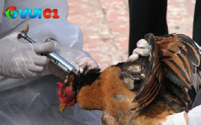 Bước 2 sử dụng thuốc kháng sinh và thuốc hỗ trợ giúp gà hồi phục Bước 2 sử dụng thuốc kháng sinh và thuốc hỗ trợ giúp gà hồi phục