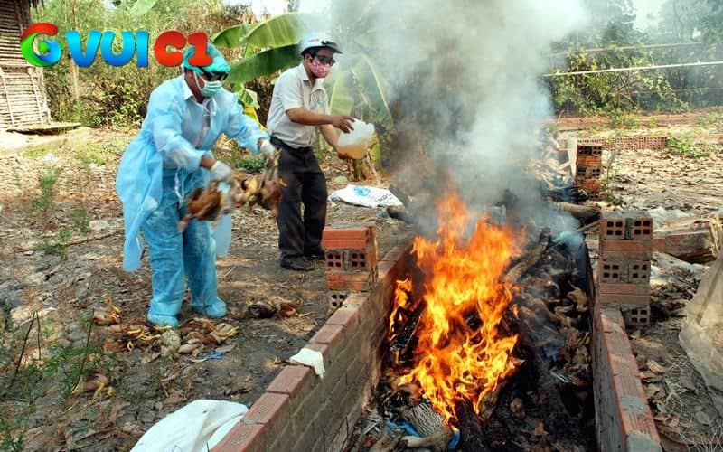 Bước 3 khử trùng và vệ sinh chuồng trại Bước 3 khử trùng và vệ sinh chuồng trại