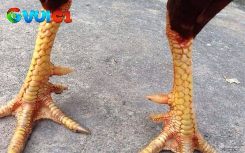 Các đặc điểm khi chọn gà chọi chân đẹp Các đặc điểm khi chọn gà chọi chân đẹp
