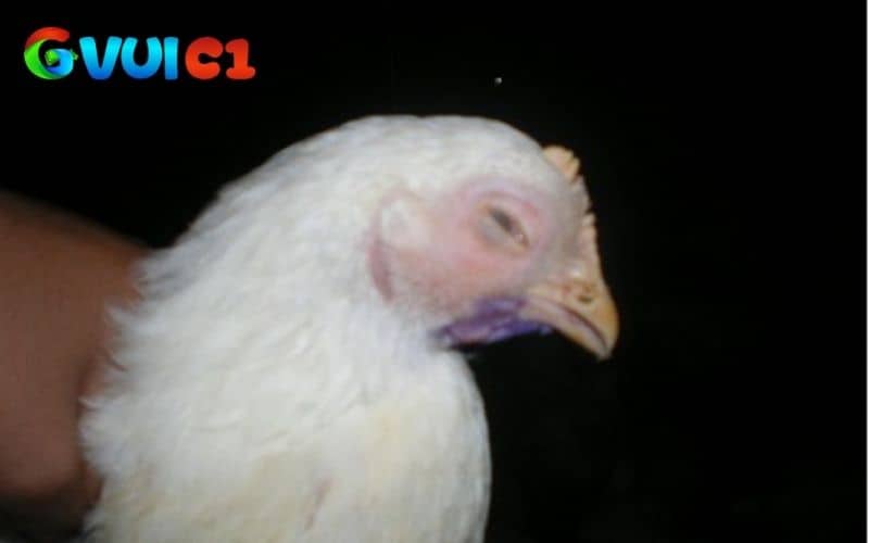 Các dấu hiệu nhận biết bệnh CRD ở gà