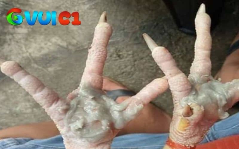 Các dấu hiện nhận biết đơn giản gà chọi bị chai chân Các dấu hiện nhận biết đơn giản gà chọi bị chai chân