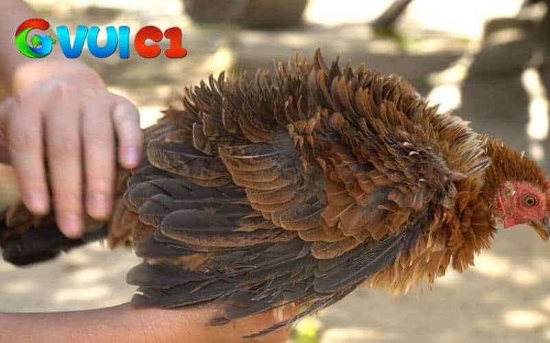Các dấu hiệu nhận biết gà bị xù lông Các dấu hiệu nhận biết gà bị xù lông