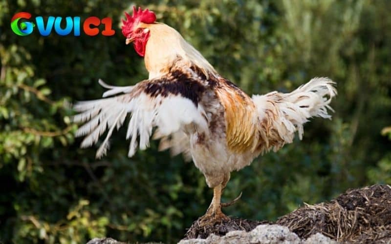 Các dấu hiệu nhận biết gà chuẩn bị thay lông