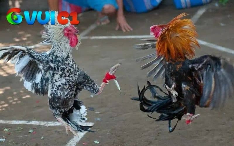 Các lối đá của gà chạy kiểu Các lối đá của gà chạy kiểu