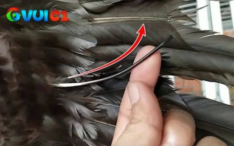 Các màu sắc của lông voi