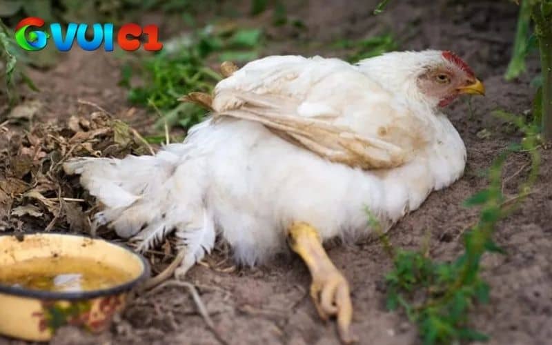 Các nguyên nhân dẫn đến bệnh dịch tả gà Các nguyên nhân dẫn đến bệnh dịch tả gà