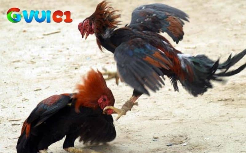 Các nhược điểm về gà chọi đá mé Các nhược điểm về gà chọi đá mé