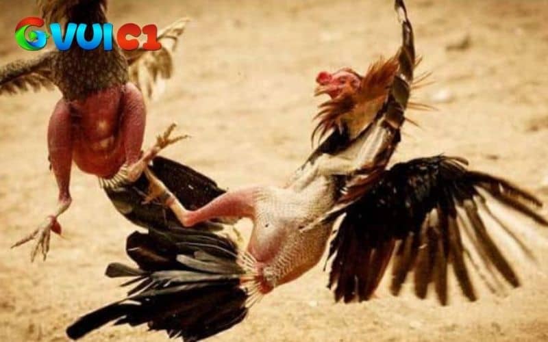 Các ưu điểm về gà chọi đá mé Các ưu điểm về gà chọi đá mé