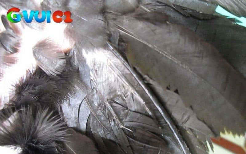 Các vị trí lông voi thường mọc
