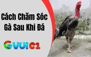 Cách Chăm Sóc Gà Sau Khi Đá