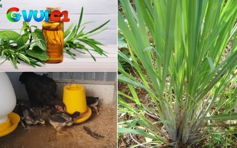 Cách diệt mạt gà bằng phương pháp dân gian Cách diệt mạt gà bằng phương pháp dân gian