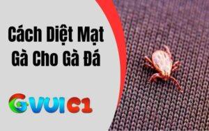 Cách Diệt Mạt Gà Cho Gà Đá