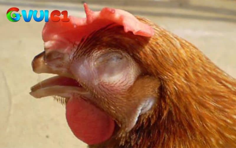 Cách điều trị bệnh CRD kháng sinh đặc hiệu