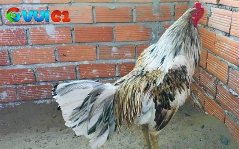 Cách nhận biết gà ngũ sắc qua màu lông và hình dạng cơ thể Cách nhận biết gà ngũ sắc qua màu lông và hình dạng cơ thể