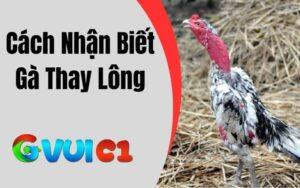 Cách Nhận Biết Gà Thay Lông