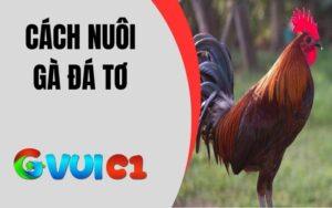 Cách Nuôi Gà Đá Tơ