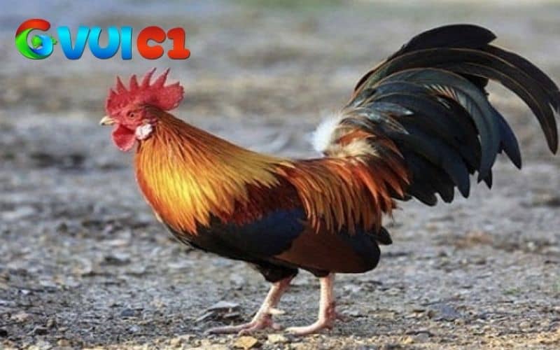Cách nuôi gà đá tơ đơn giản nhưng người nuôi cần có kiến thức và kinh nghiệm Cách nuôi gà đá tơ đơn giản nhưng người nuôi cần có kiến thức và kinh nghiệm