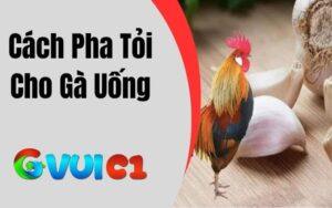 Cách Pha Tỏi Cho Gà Uống