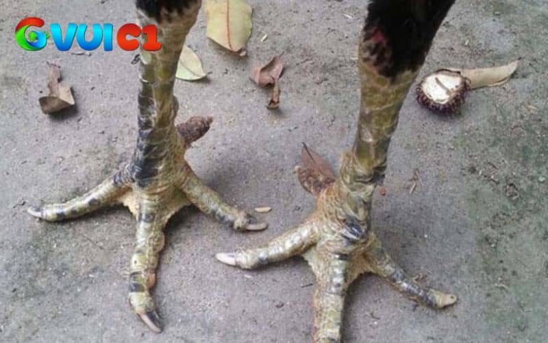 Cần nhiều yếu tố để biết chính xác gà chọi đá hay thay vì chân gà chọi đẹp Cần nhiều yếu tố để biết chính xác gà chọi đá hay thay vì chân gà chọi đẹp