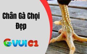 Chân Gà Chọi Đẹp