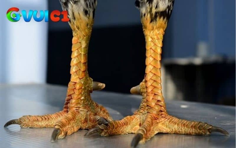 Chân gà chọi đẹp sẽ có cấu trúc cân đối, khung xương chắc khỏe và vảy hiếm Chân gà chọi đẹp sẽ có cấu trúc cân đối, khung xương chắc khỏe và vảy hiếm
