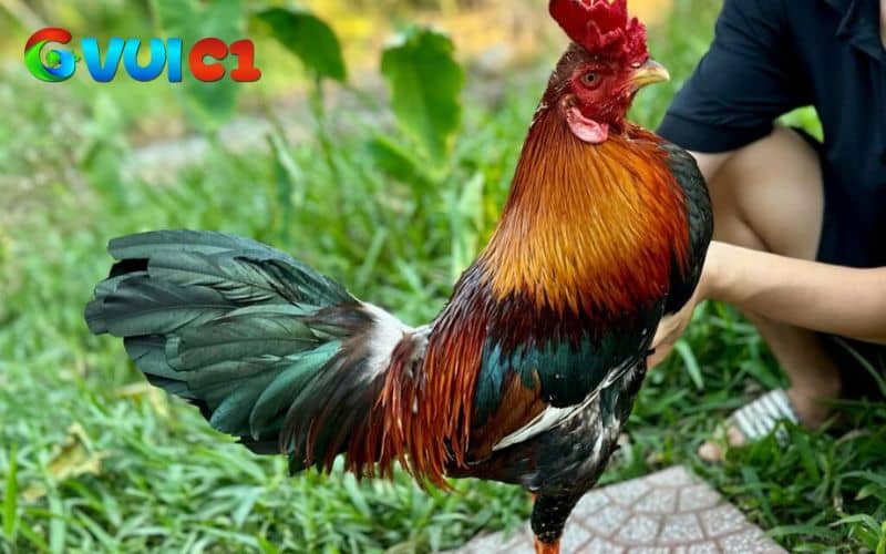 Chế độ dinh dưỡng phù hợp sau trận đá Chế độ dinh dưỡng phù hợp sau trận đá