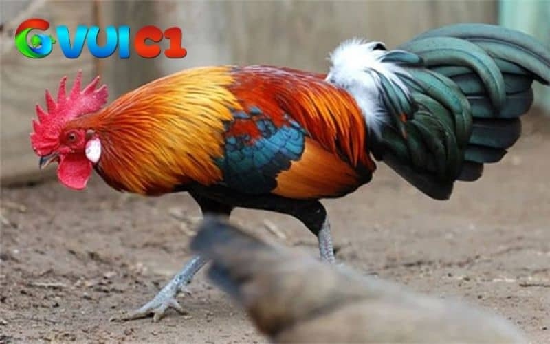 Cho gà đá tơ ăn đầy đủ cách chất dinh dưỡng Cho gà đá tơ ăn đầy đủ cách chất dinh dưỡng