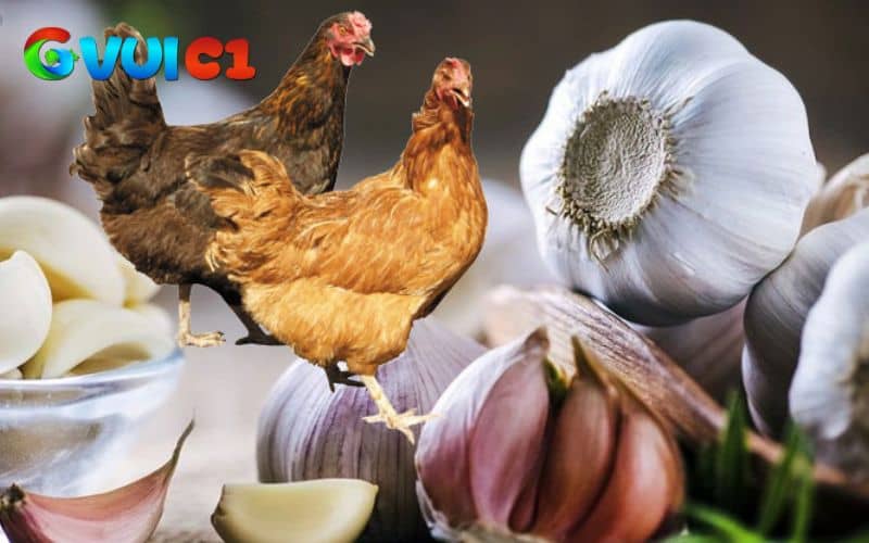 Cho gà uống thưởng với liều lượng vừa đủ và thường xuyên