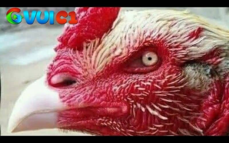 Chọn gà chọi mắt lì và đá tốt dựa trên hình dạng và màu sắc của mắt Chọn gà chọi mắt lì và đá tốt dựa trên hình dạng và màu sắc của mắt