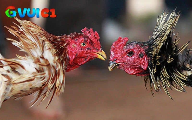 Khi chọn giống gà đá cựa sắt hay nên chọn gà có đề khán tốt và ít bệnh Khi chọn giống gà đá cựa sắt hay nên chọn gà có đề khán tốt và ít bệnh