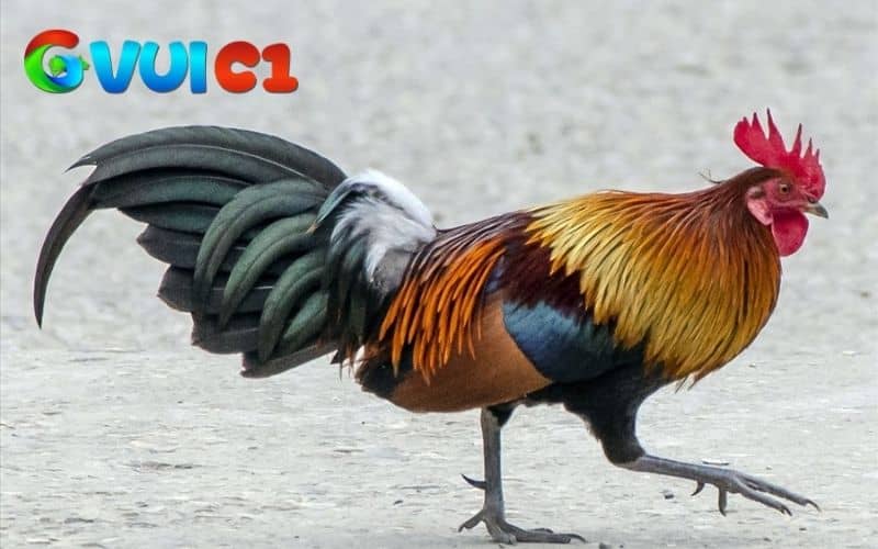 Chọn giống gà đá giỏi và có sức khỏe tốt Chọn giống gà đá giỏi và có sức khỏe tốt