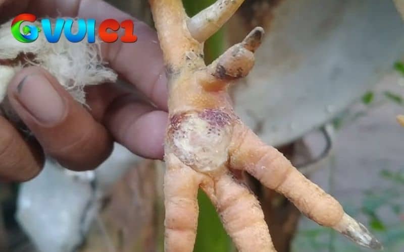 Có nhiều nguyên nhân làm cho gà chọi bị chai chân Có nhiều nguyên nhân làm cho gà chọi bị chai chân