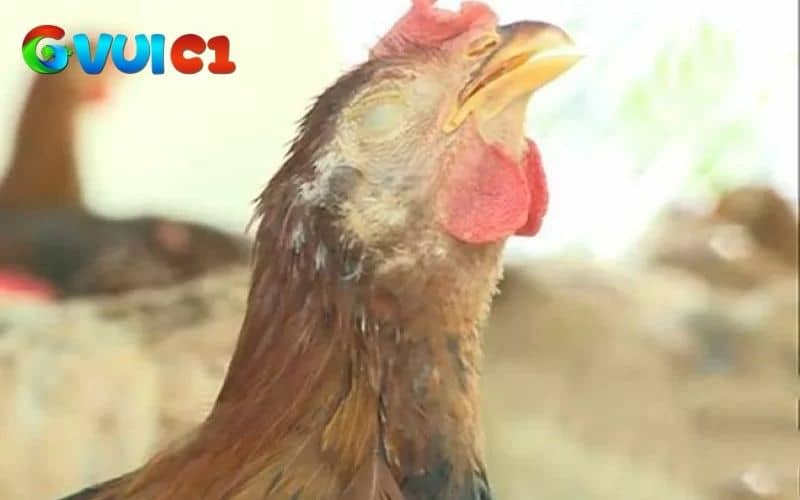 Để điều trị và nhanh hồi phục bạn cần nhận biết được cách dấu hiệu bệnh Ort ở gà