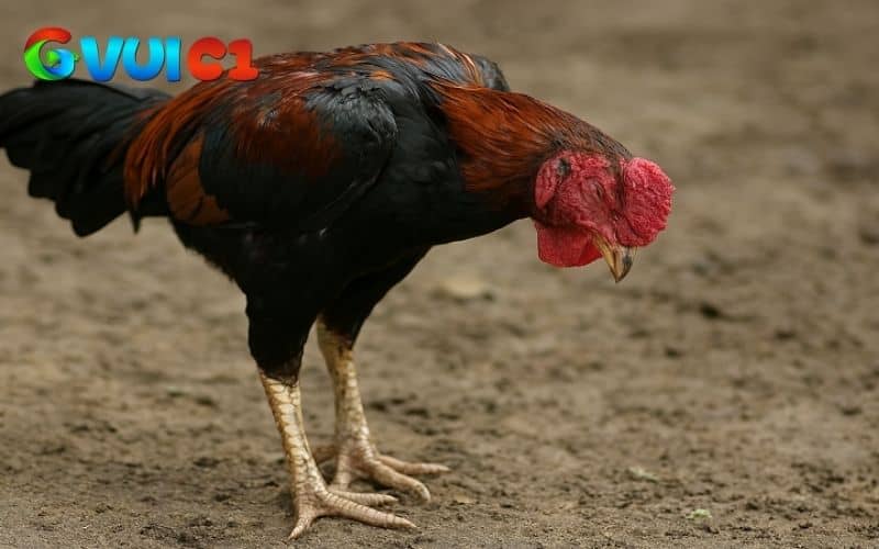 Để đưa ra hướng điều trị kịp thời, người nuôi cần xác định được nguyên nhân Để đưa ra hướng điều trị kịp thời, người nuôi cần xác định được nguyên nhân