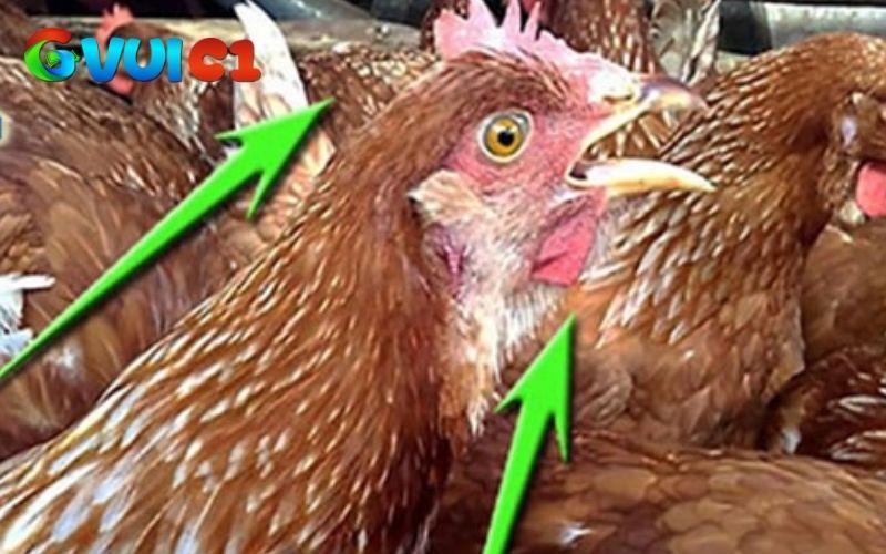 Điều trị gà bị khò khè bằng cách dân gian vô cùng đơn giản