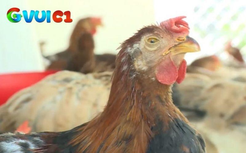 Điều trị gà bị khò khè bằng khoa học nên lưu ý liều lượng