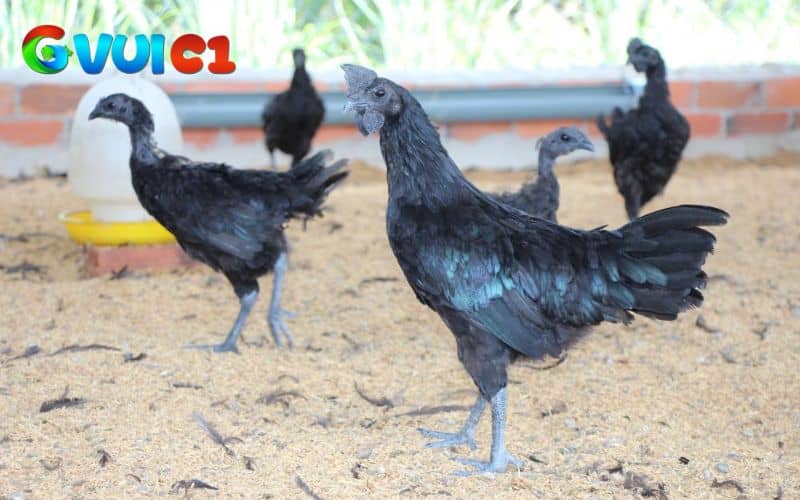 Đôi chân của gà mặt quỷ