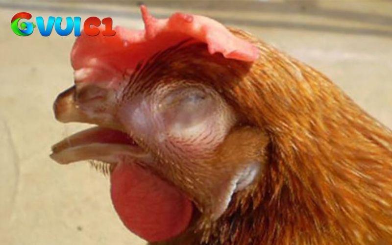 Gà bị khò khè có thể là do tự bên trong cơ thể hoặc môi trường bên ngoài