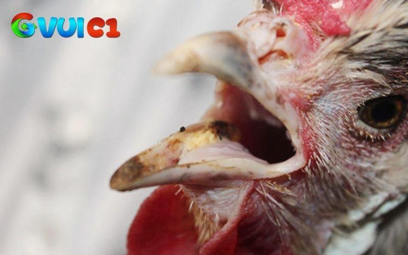 Gà bị khò khè là gà đang có vấn đề về đường hô hấp