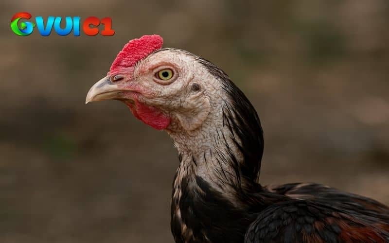 Gà bị tái mặt không phải là bệnh mà có thể do nhiều yếu tố ảnh hưởng Gà bị tái mặt không phải là bệnh mà có thể do nhiều yếu tố ảnh hưởng