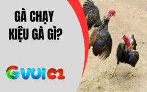 Gà Chạy Kiệu
